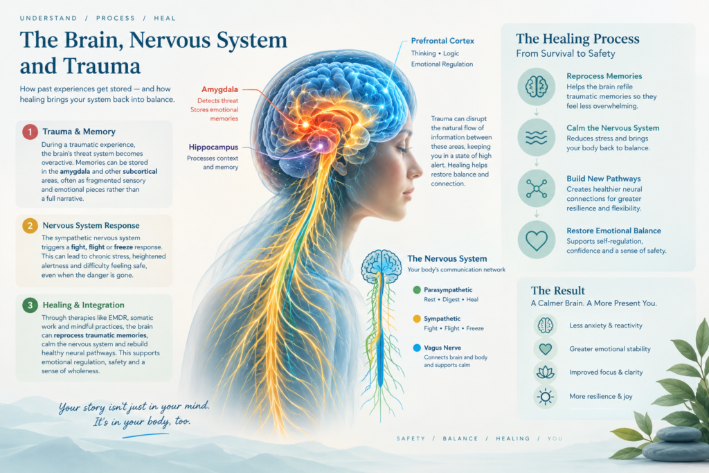 Conceptual medical illustration of the human brain, nervous system, and neural memory pathways, highlighting trauma processing, emotional regulation, and healing in calming colors and a modern, medically respectful style.
